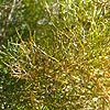 Foeniculum vulgare - Purpureum - Purple Fennel - 2nd Image